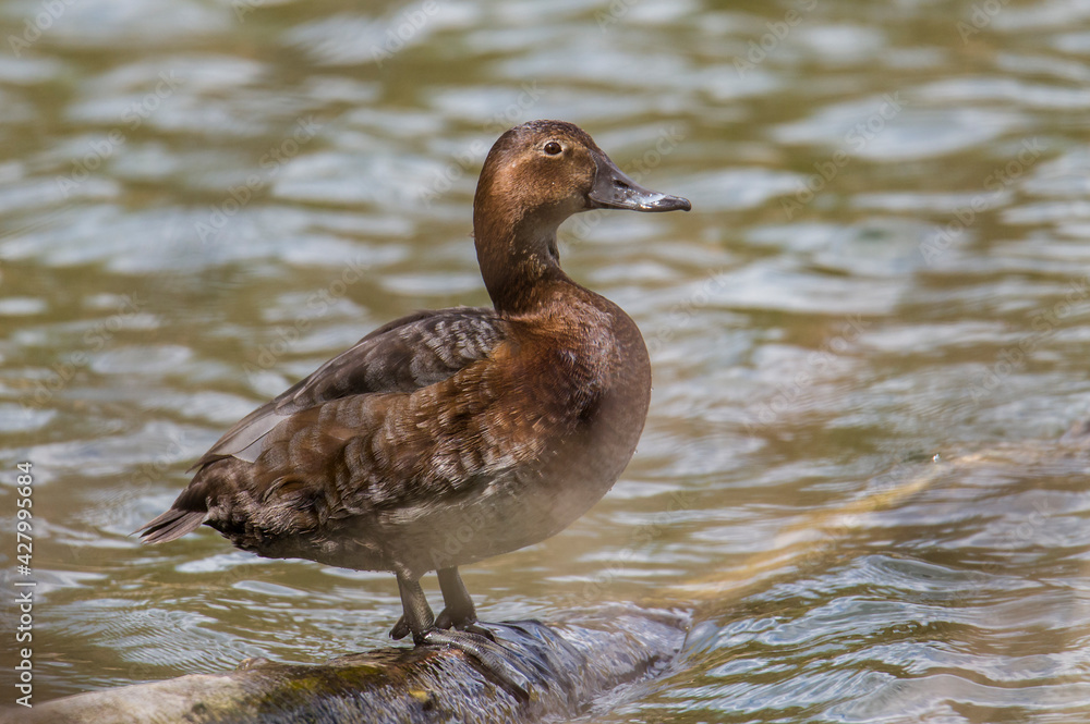 Duck on the lake shore in the spring-time season Duck on the lake shore in the spring-time season