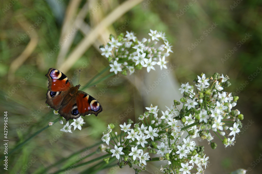 Peacock butterfly (Aglais io) basking in the sun on tiny white flowers Peacock butterfly (Aglais io) basking in the sun on tiny white flowers