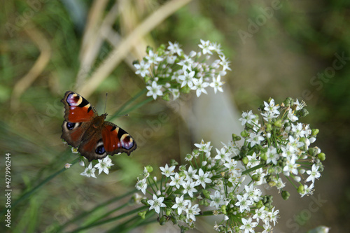 Peacock butterfly (Aglais io) basking in the sun on tiny white flowers