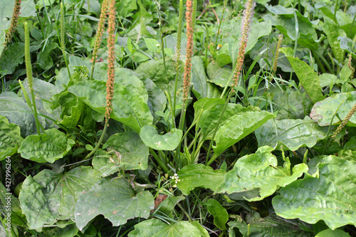 In nature, the plantain (Plantago cornutii) is growing photo