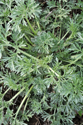 Bitter wormwood (Artemisia absinthium) bush grows in nature © orestligetka