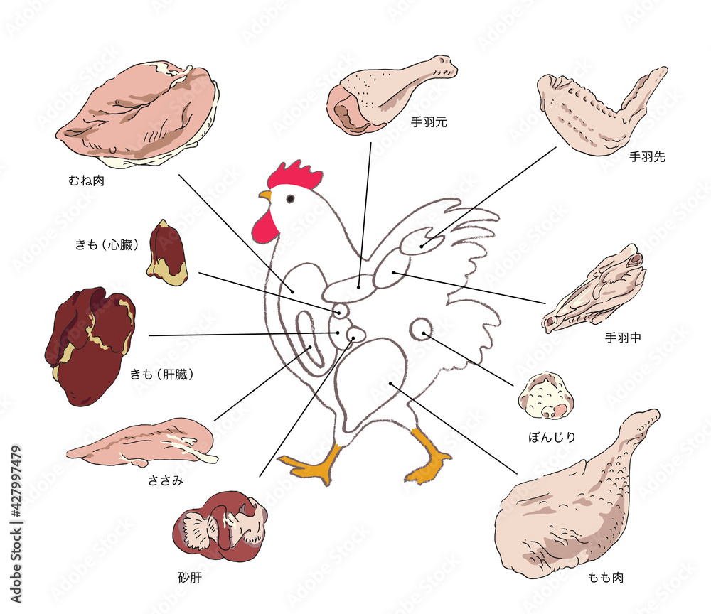 鶏肉の部位説明ー手描きのイラスト Stock Vector Adobe Stock