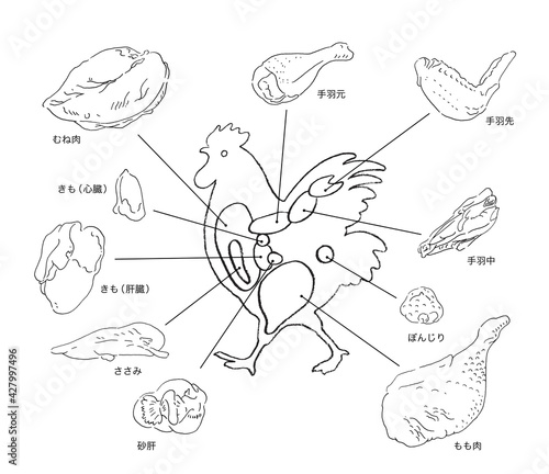 鶏肉の部位説明ー手描きのイラスト