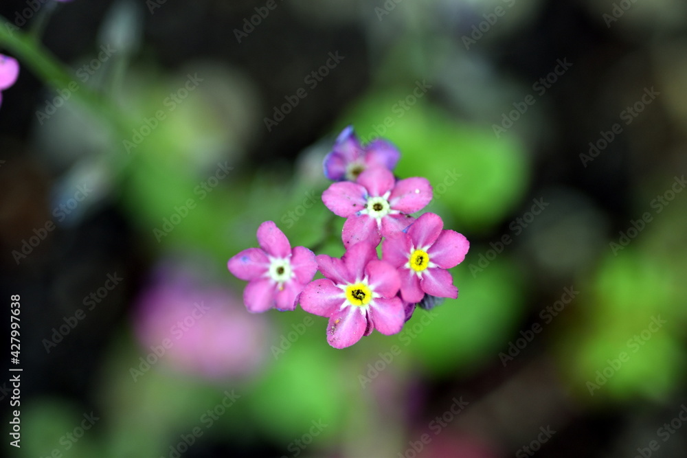 Nahaufnahme von rosa Vergissmeinnichtblüten Nahaufnahme von rosa Vergissmeinnichtblüten