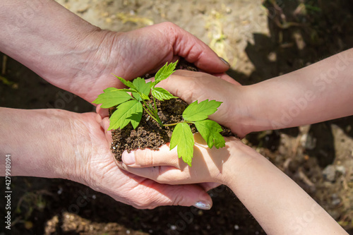 Принти на полотні The child and the grandmother plant sheep in the garden