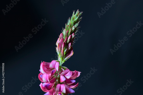 Close-up of a pink flowering plant, on black background