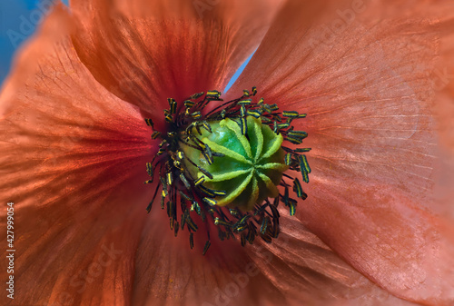 Close-up of the pistil of a red poppy