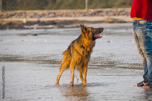 Aggressive and young German shepherd dog playing on beach with owner | Curious Happy Young German shepherd dog playing with owner or Trainer on beach in Mumbai 
