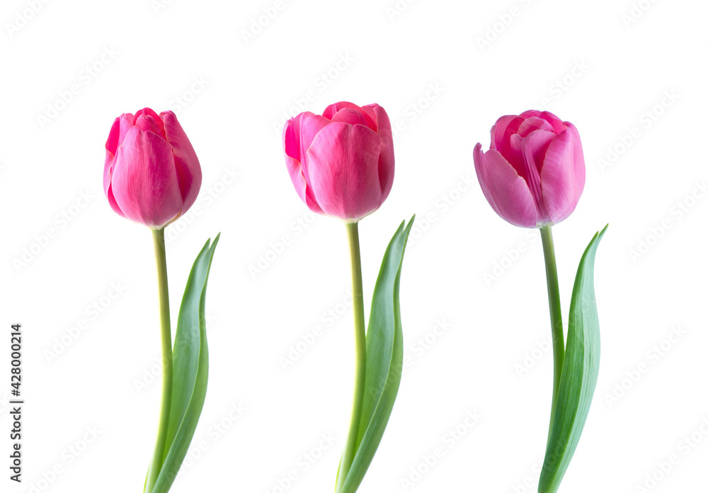 Pink tulip flower isolated on white background Pink tulip flower isolated on white background