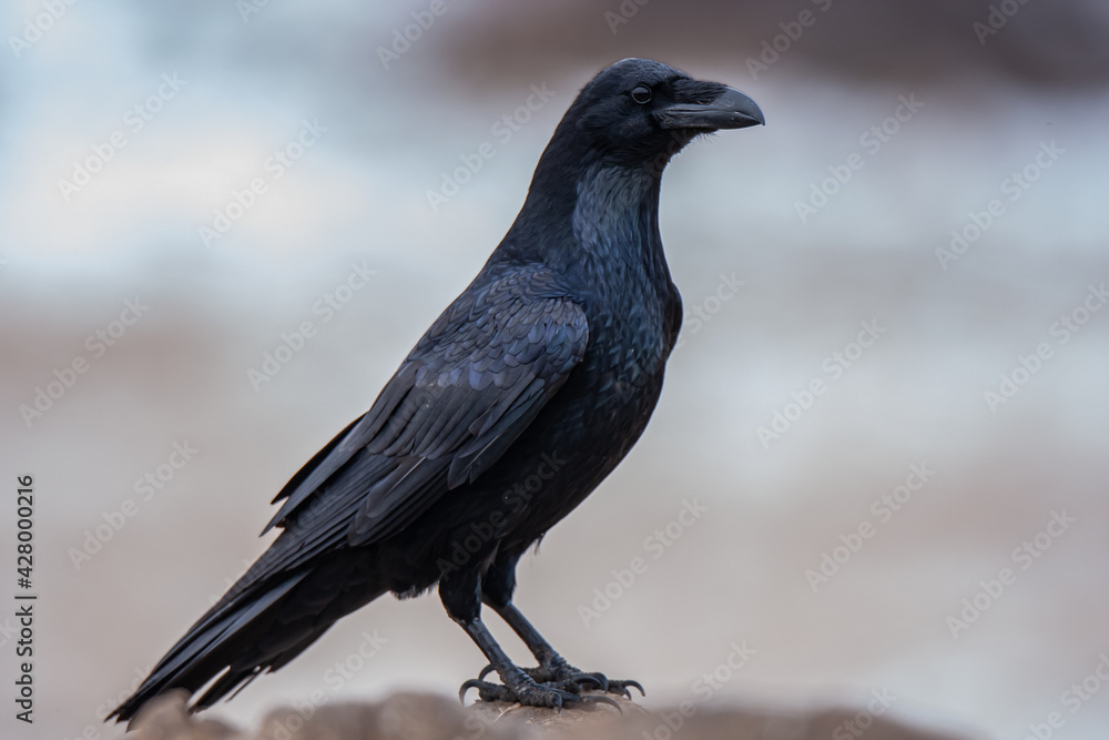 The Northern Raven (Corvus corax) is perched on the rock in its natural environment. The Northern Raven (Corvus corax) is perched on the rock in its natural environment.