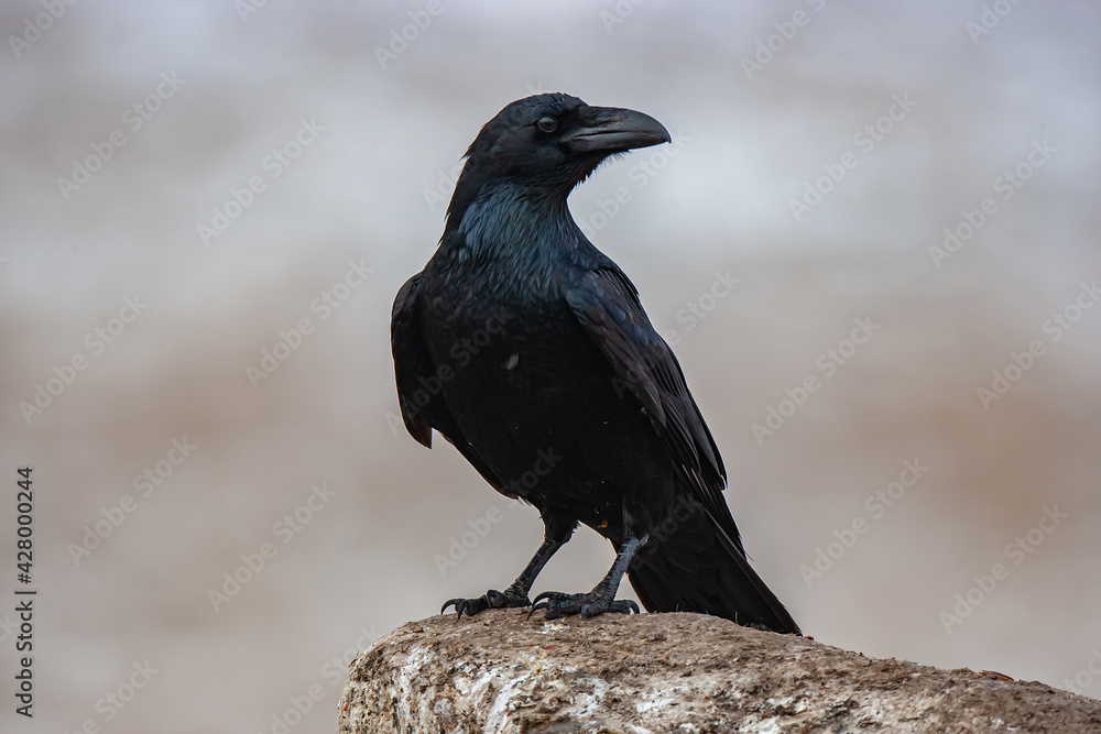 The Northern Raven (Corvus corax) is perched on the rock in its natural environment. The Northern Raven (Corvus corax) is perched on the rock in its natural environment.