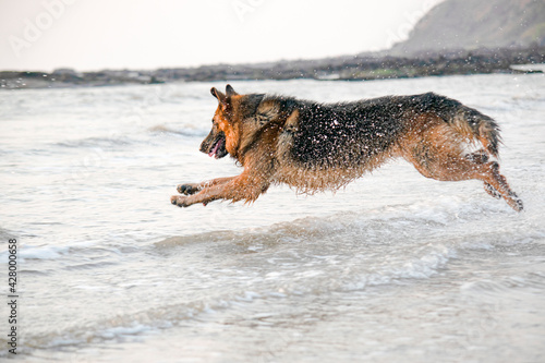 Aggressive, young, playful German shepherd dog playing on beach, running behind toy ball on beach | Training Young Aggressive, cop dog German shepherd on beach chasing and running on beach in Mumbai 