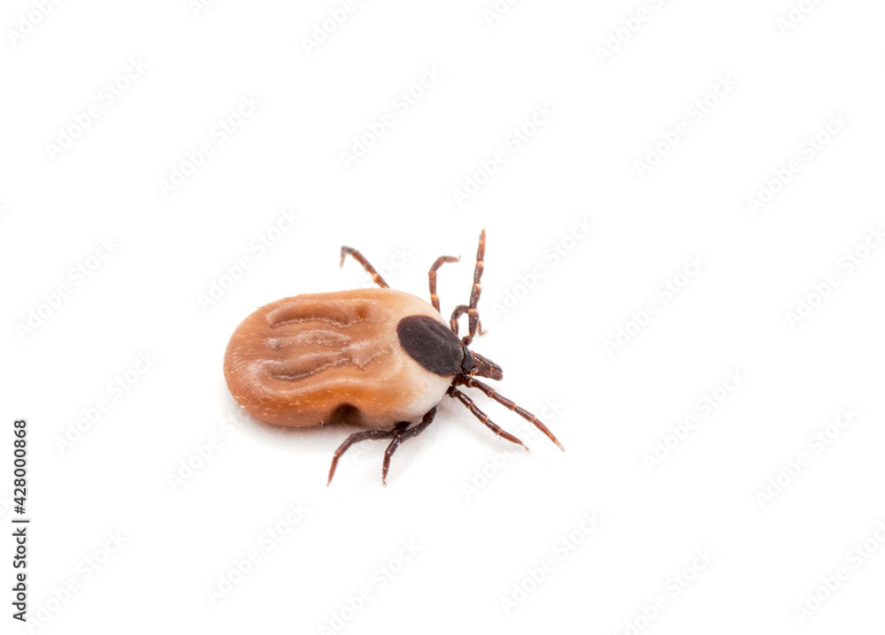 health danger - disease-carrier ticks health danger - disease-carrier ticks