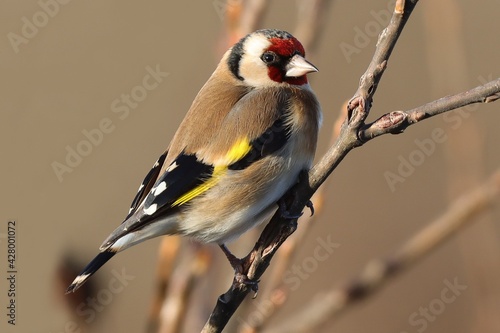 chardonneret en hiver