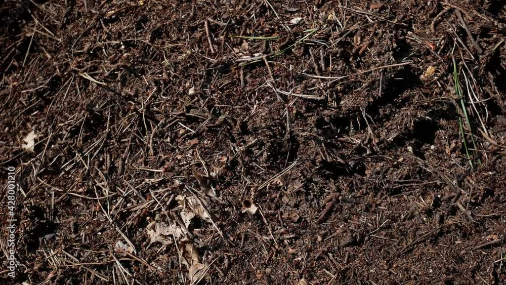 Close Up view Anthill from pine needles and branches with colony of running ants in it. Close Up view Anthill from pine needles and branches with colony of running ants in it.