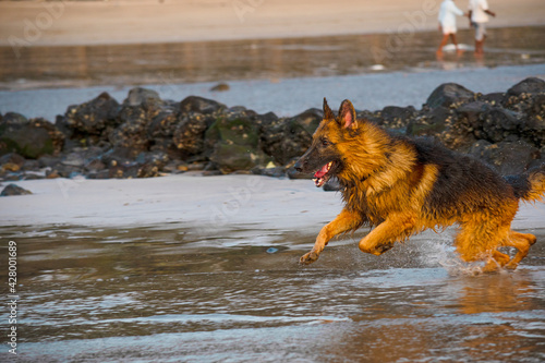 Aggressive, young, playful German shepherd dog playing on beach, running behind toy ball on beach | Training Young Aggressive, cop dog German shepherd on beach chasing and running on beach in Mumbai 