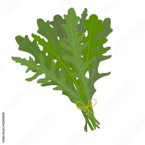 A bunch of fresh arugula. Vector illustration in flat style.
