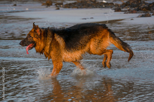 Aggressive, young, playful German shepherd dog playing on beach, running behind toy ball on beach | Training Young Aggressive, cop dog German shepherd on beach chasing and running on beach in Mumbai 