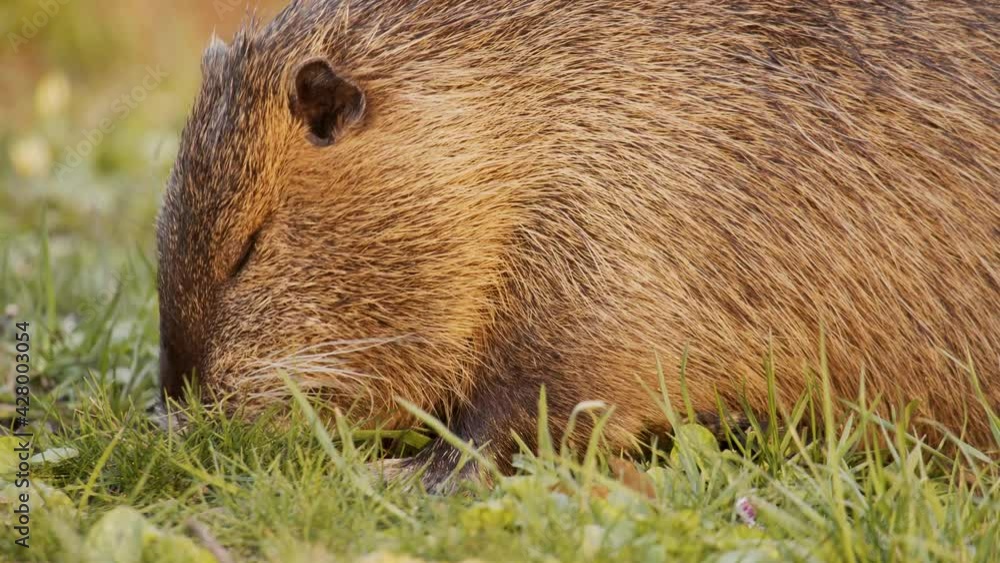 Several animals of the invasive species nutria eat grass with their paws on the bank of a lake in Salzgitter, Germany. One of these cute animals scratches itself in slow motion. Several animals of the invasive species nutria eat grass with their paws on the bank of a lake in Salzgitter, Germany. One of these cute animals scratches itself in slow motion.