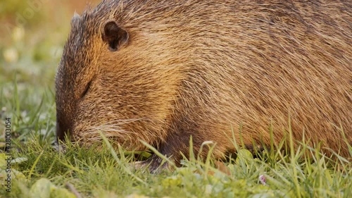 Several animals of the invasive species nutria eat grass with their paws on the bank of a lake in Salzgitter, Germany. One of these cute animals scratches itself in slow motion. photo