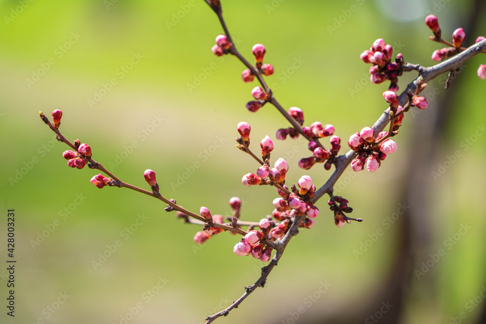 flowering tree in spring in the garden flowering tree in spring in the garden