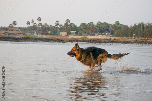 Aggressive, young, playful German shepherd dog playing on beach, running behind toy ball on beach | Training Young Aggressive, cop dog German shepherd on beach chasing and running on beach in Mumbai 