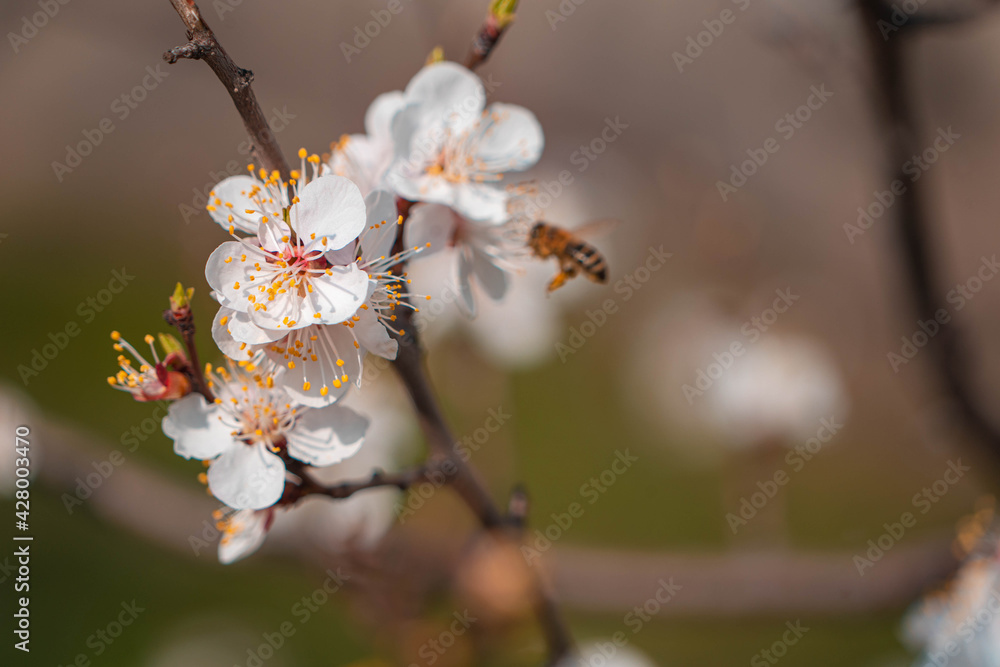 flowering tree in spring in the garden flowering tree in spring in the garden