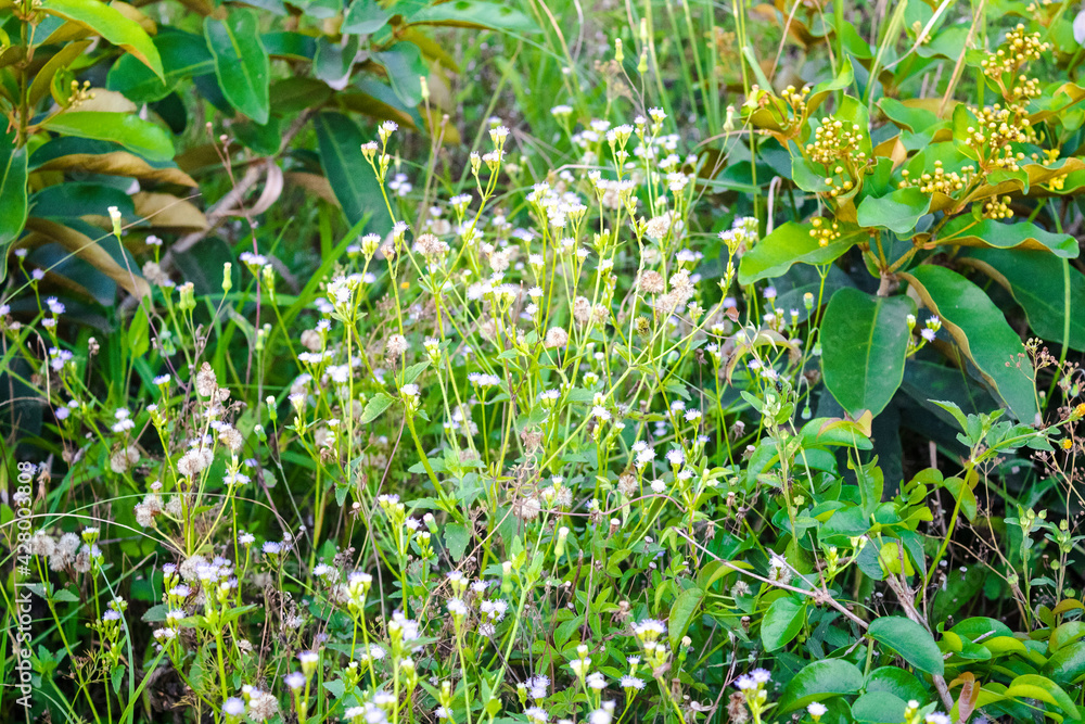 Paisagem verde Paisagem verde