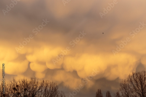 Mammatus clouds hanging from the base of a cumulonimbus raincloud  formed during a thunderstorm or extreme weather system  on an orange early evening
