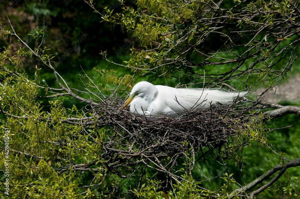 Great Egret (Casmerodius albus) nesting in a live oak tree, Florida, USA. Great Egret (Casmerodius albus) nesting in a live oak tree, Florida, USA.