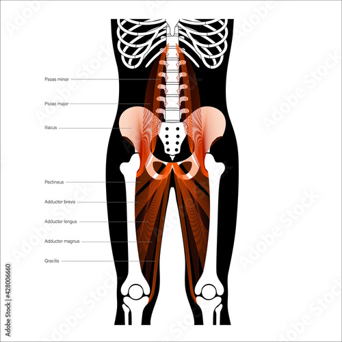 Muscular pelvis concept