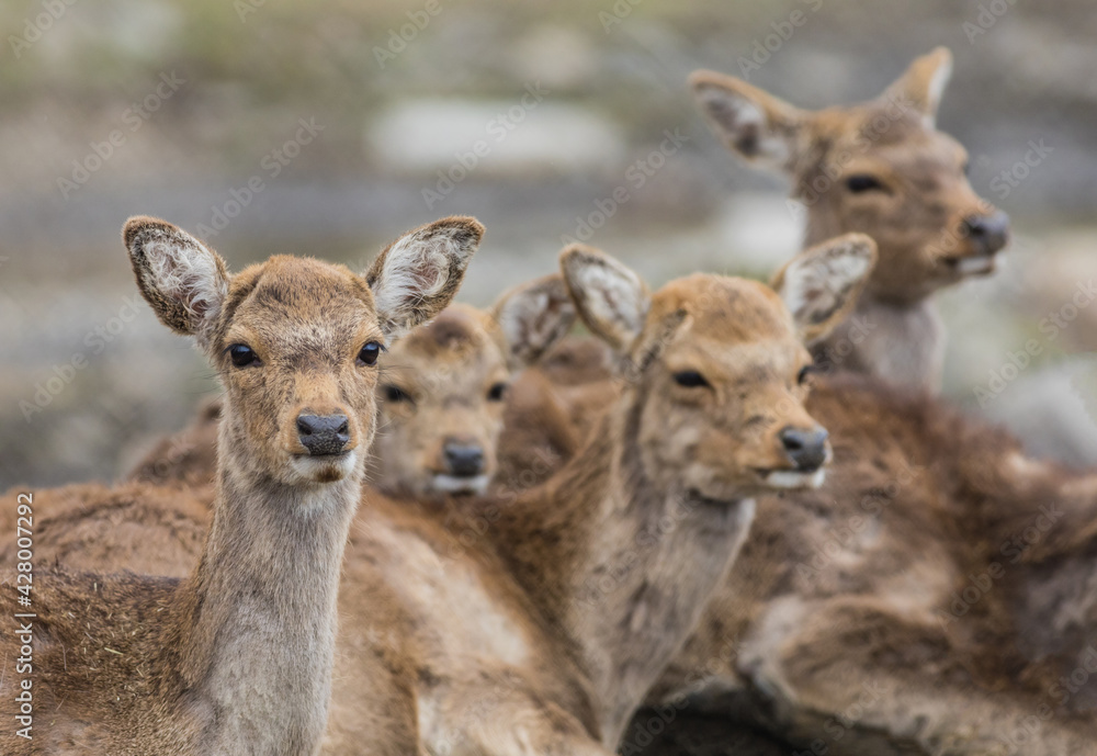Pack of young White Tailed deer (Odocoileus virginianus) closeup Pack of young White Tailed deer (Odocoileus virginianus) closeup