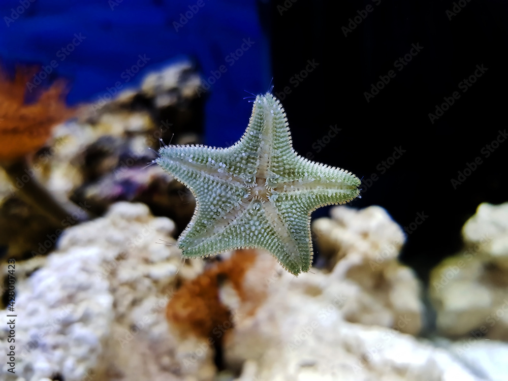 Starlet cushion starfish - Asterina gibbosa Starlet cushion starfish - Asterina gibbosa
