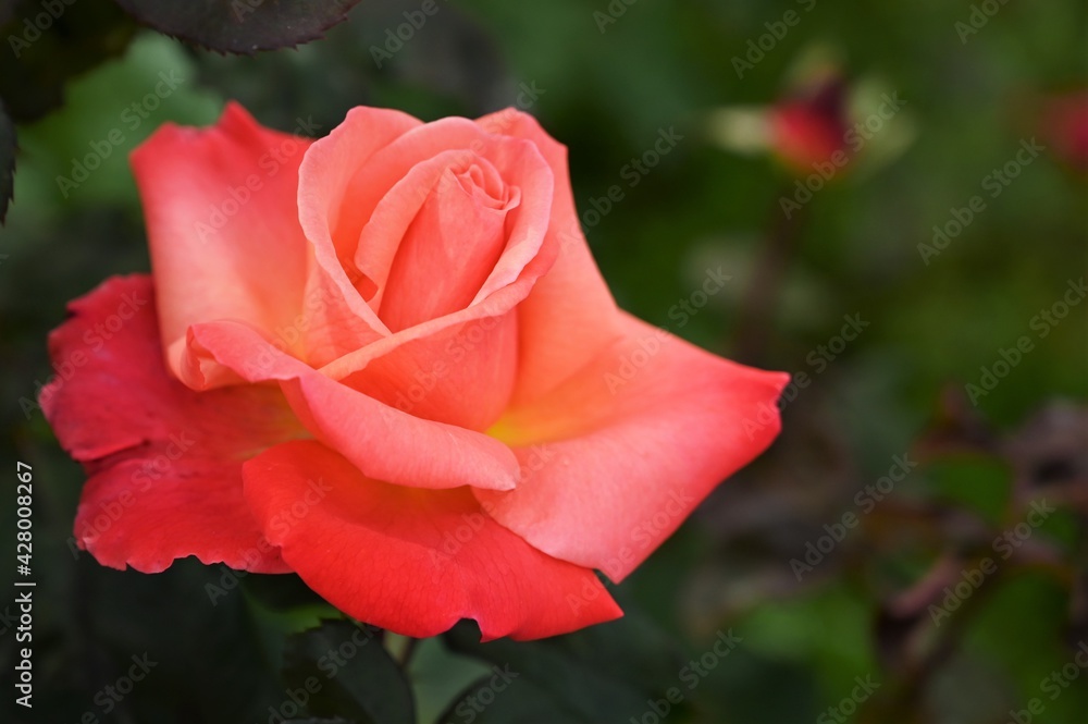 beautiful pink rose on the background of green foliage in the garden. Selective focus, bokeh