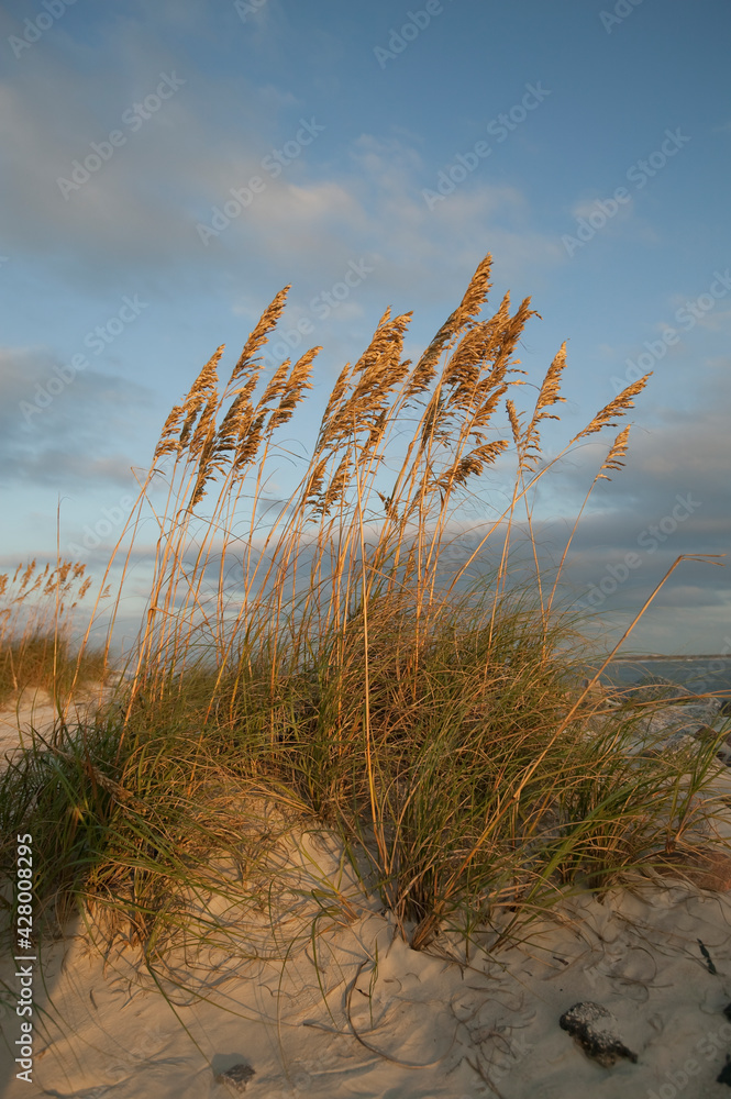 Wind blown sea oats (Uniola paniculata) atop a sand dune bathed in golden light, Daytona Beach, Florida, USA. Wind blown sea oats (Uniola paniculata) atop a sand dune bathed in golden light, Daytona Beach, Florida, USA.