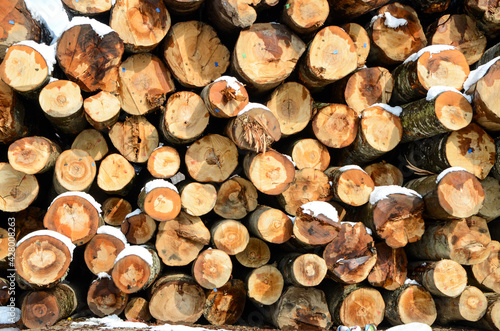 Stacks of firewood in a forest. Cut logs are stacked near sawmill. Pile of felled tree trunks. Wood and furniture industry. Trunks of trees cut and stacked. 