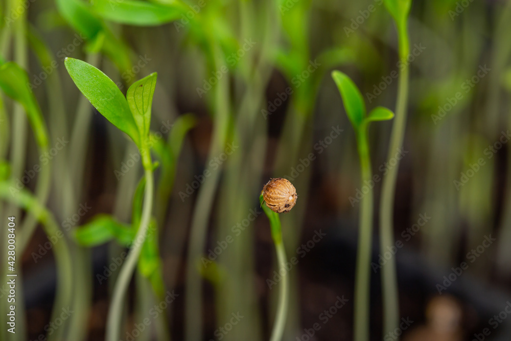 Close-up of green seedling. germinated sprouts. Close-up of green seedling. germinated sprouts.
