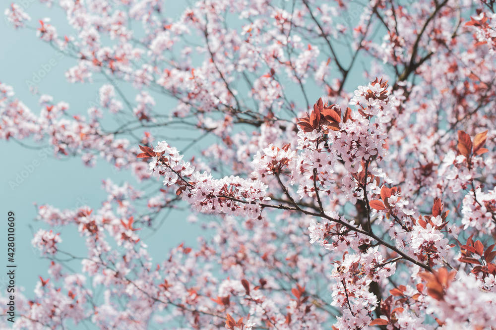 Magical spring. Bright pink blossoming trees in the sunny park Magical spring. Bright pink blossoming trees in the sunny park