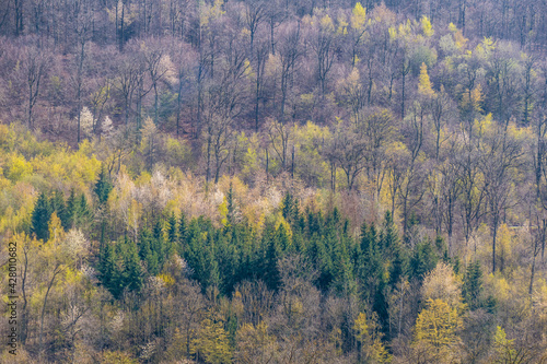 Waldflächen nach Wiederaufforstung im Mischwald