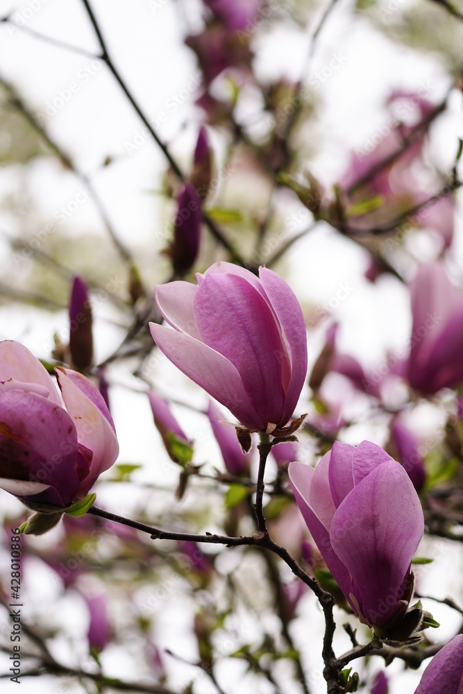 Fototapeta premium Purple Magnolia tree flowering- Spring flowers, selective focus