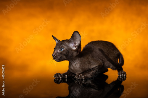 Kitten of oriental cat breed of solid chocolate brown color is sitting (crewling) at fire orange background and left. Studio isolated pet portrait.