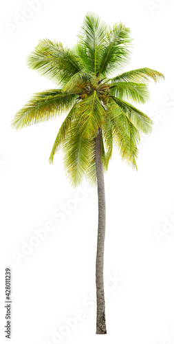  Cut out palm tree. Green tree isolated on white background. Coconut tree cutout. High quality image for professional composition. 