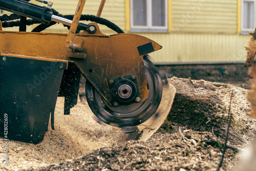 Photography View from the right side to the stump grinder, which turns into a chip maple tre
