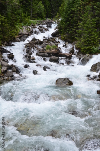 river in the forest