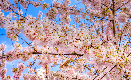 Branches full of cherry blossoms and a blue sky
