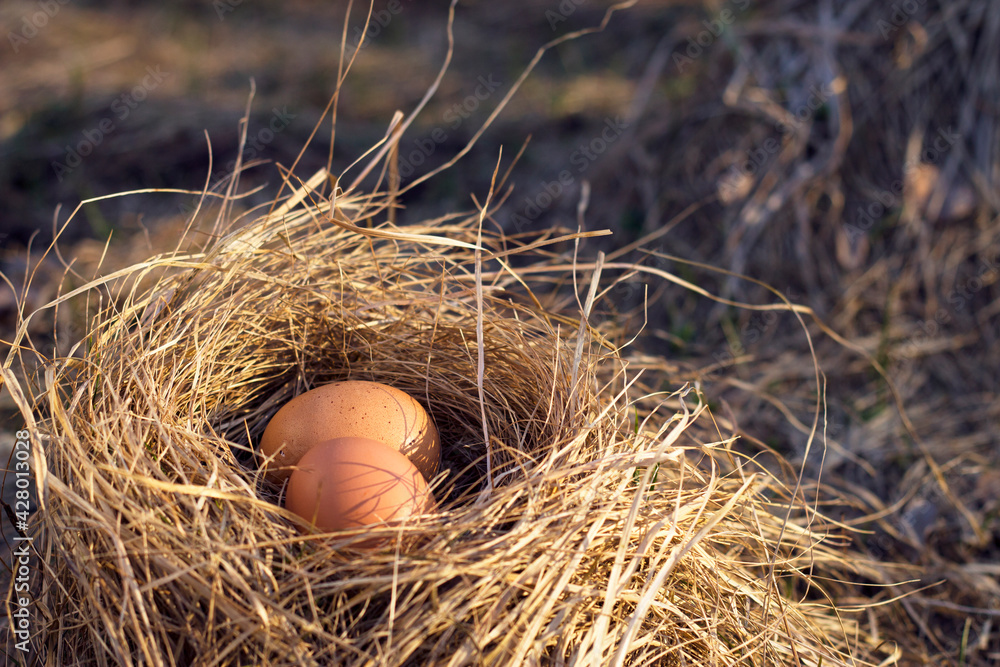 A pair of brown chicken eggs in the dry grass nest. Spring close up with copy space . Easter eggs decor. Fresh and healthy food. Vegetarian natural meal. Cooking ingredients and breakfast ideas. A pair of brown chicken eggs in the dry grass nest. Spring close up with copy space . Easter eggs decor. Fresh and healthy food. Vegetarian natural meal. Cooking ingredients and breakfast ideas.