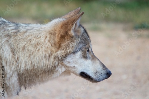 Wolf looking attentively 
