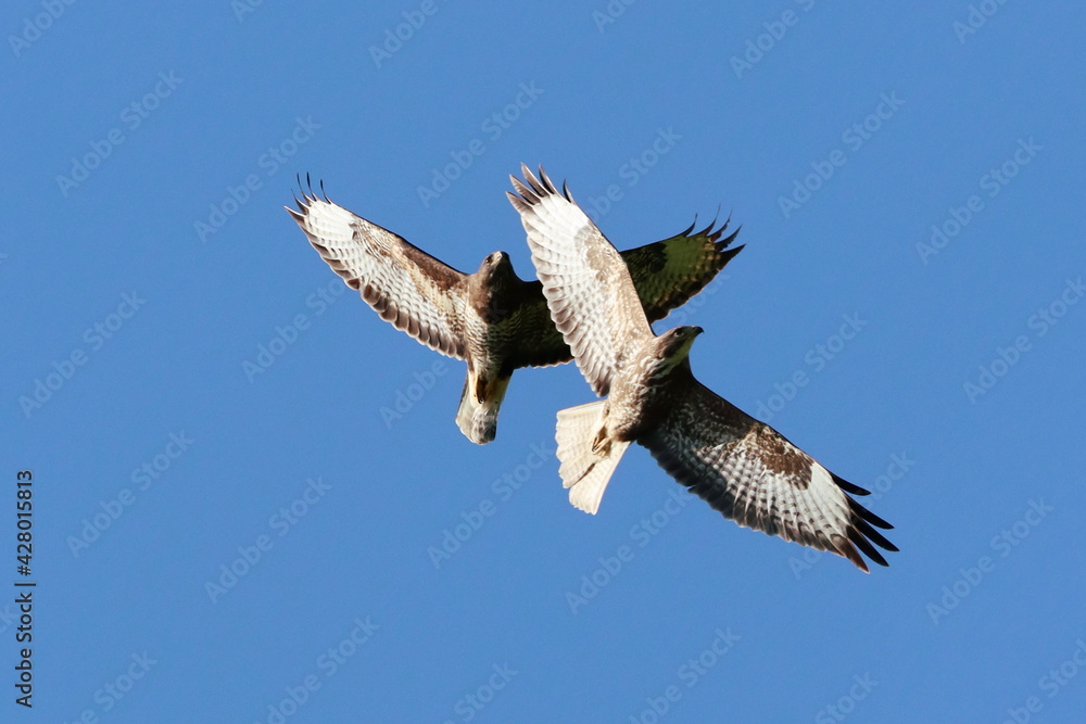 Obraz premium parade nuptial de buses variables