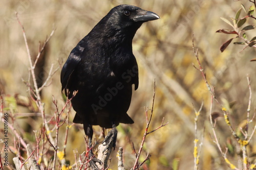 corneille noire perchée
