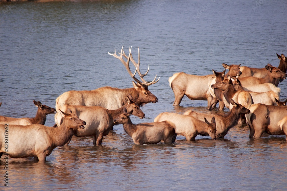 Bull Elk and Harem in a mountain lake. Bull Elk and Harem in a mountain lake.